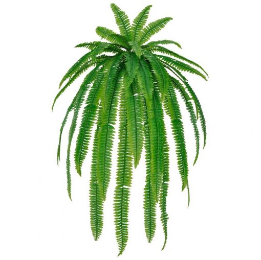 HELECHO DECORATIVE PLANT