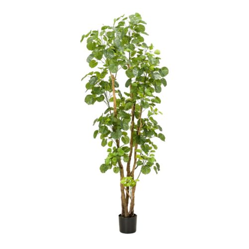 misterwils aralia tree