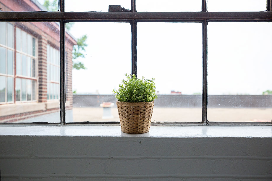 Blog Mister Wils photo plant