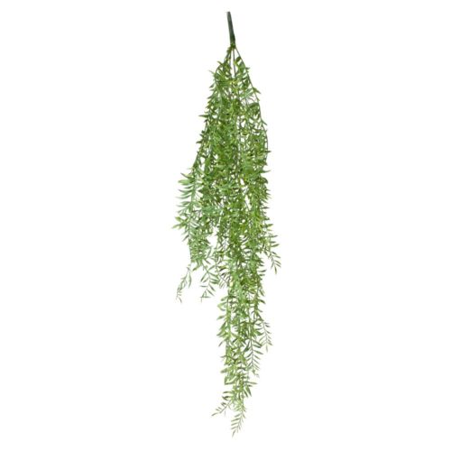 misterwils aspar decorative plant