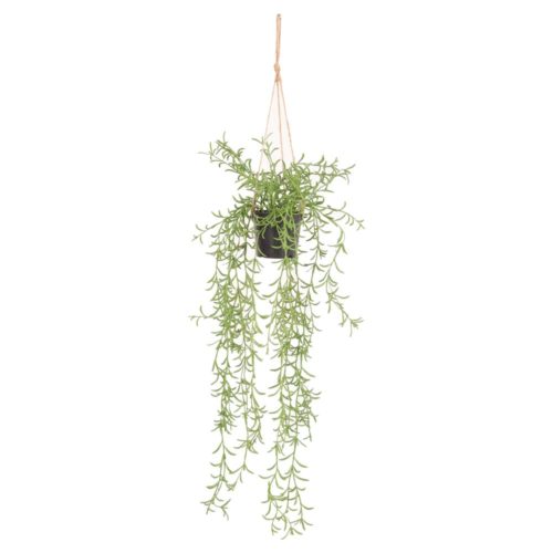 misterwils blossom decorative plant
